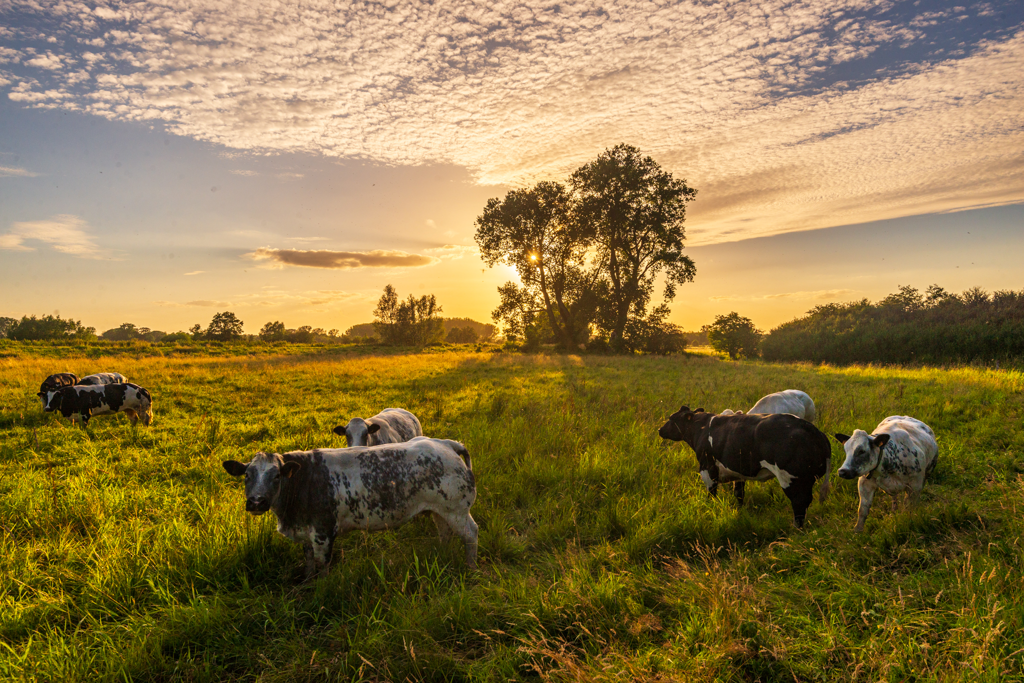 Grazende koeien in een weide tijdens een kleurrijke zonsondergang