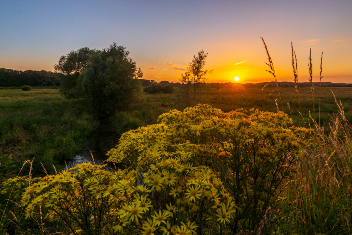 Kleurrijke gele bloemen op de voorgrond met een doorkijk naar een warme zonsondergang over het natuurgebied