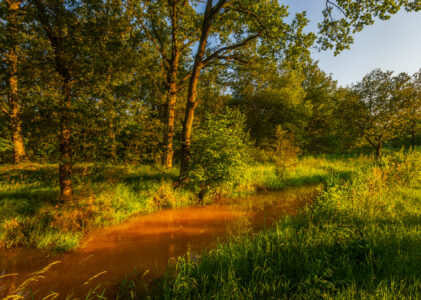 Wandeling Vallei van de Drie Beken: één van de mooiste natuurgebieden van Diest