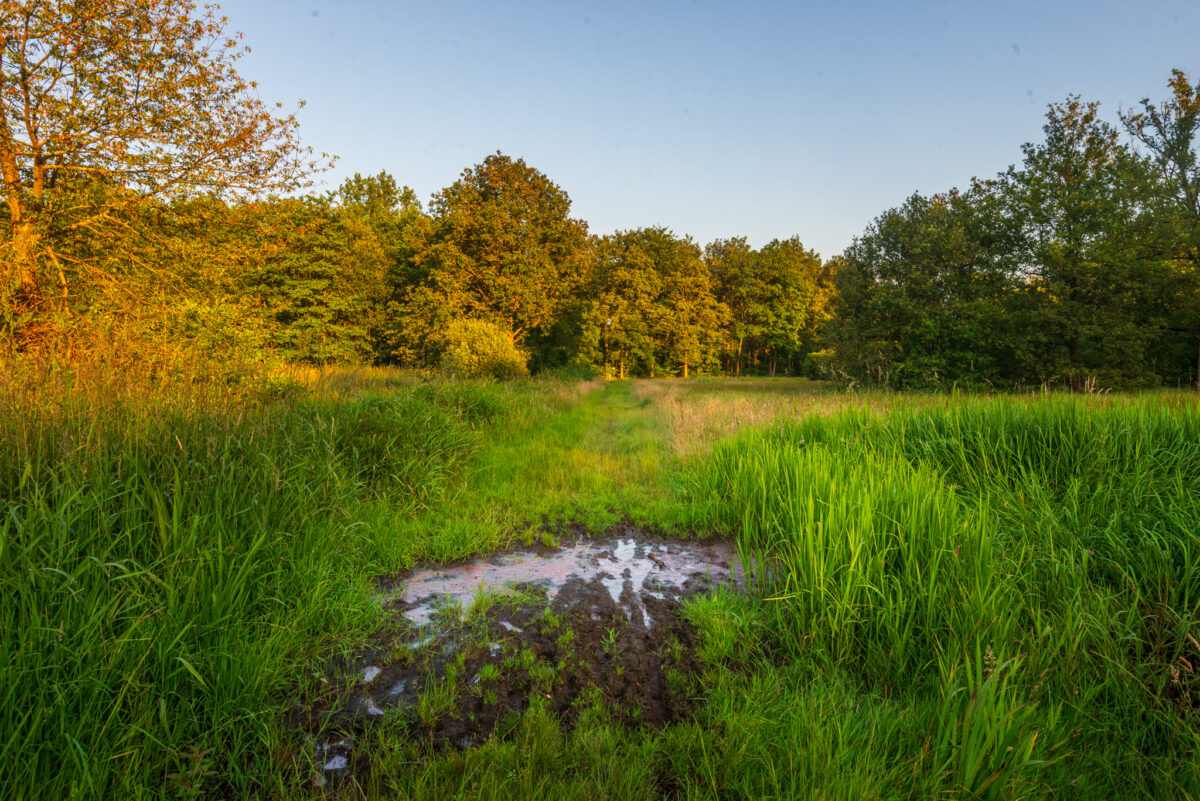 Een zeer nat stuk met modder op het onverharde wandelpad doorheen de beekvallei van de Vallei van de Drie Beken, gefotografeerd door Bert Beckers.