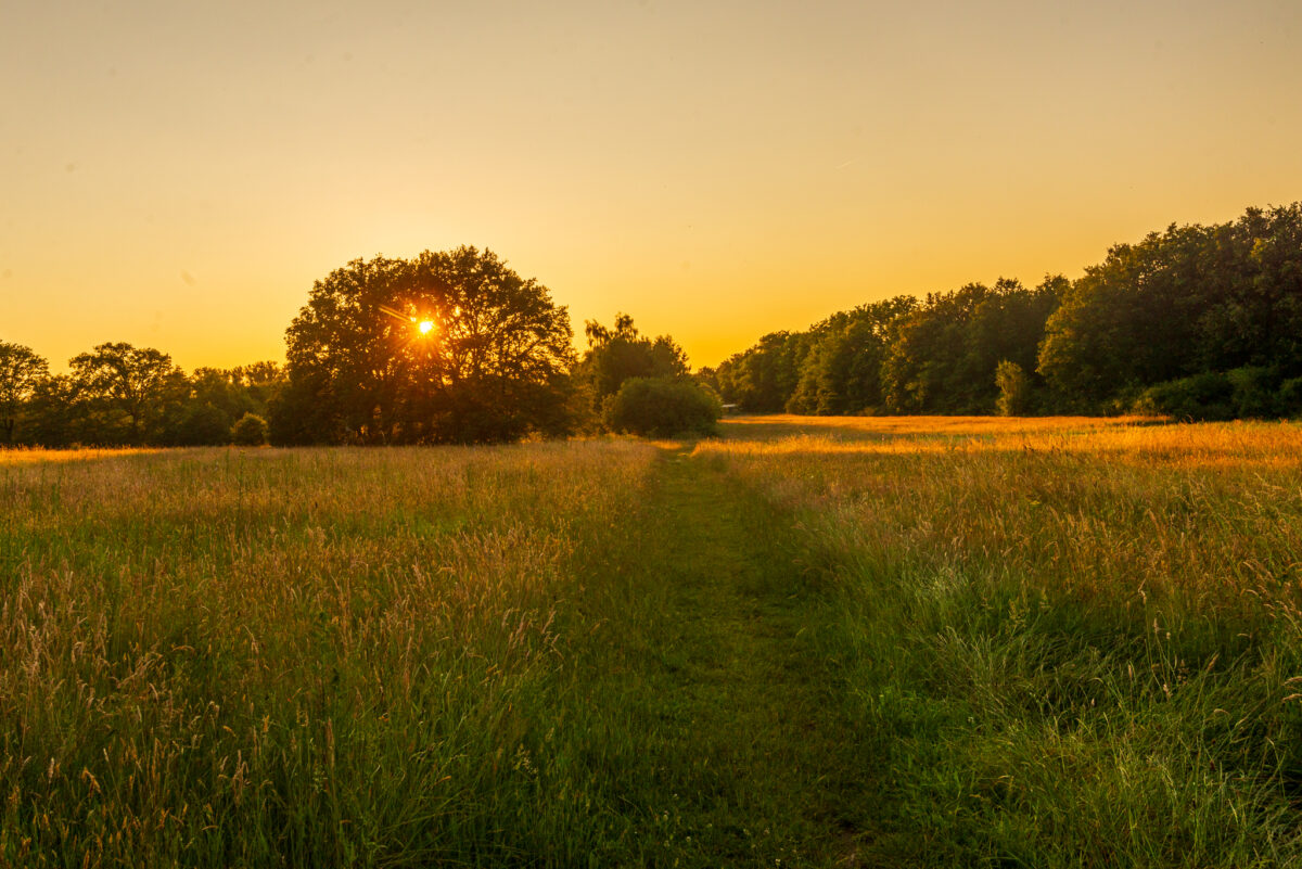 Een sfeervolle opname van het open landschap in de Vallei van de Drie Beken tijdens het gouden uurtje, met de nadruk op het zachte strijklicht, door Bert Beckers.