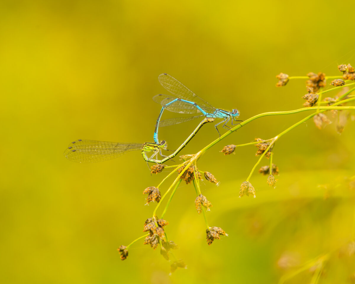 Een close-up foto van een parend koppel azuurwaterjuffers in tandem positie in de Vallei van de Drie Beken, gefotografeerd door Bert Beckers.